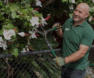 A Fanastic gardener pruning a tree