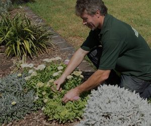 A Fanastic gardener taking care of garden plants